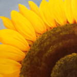 Stop Paint & Sip Workshop Option